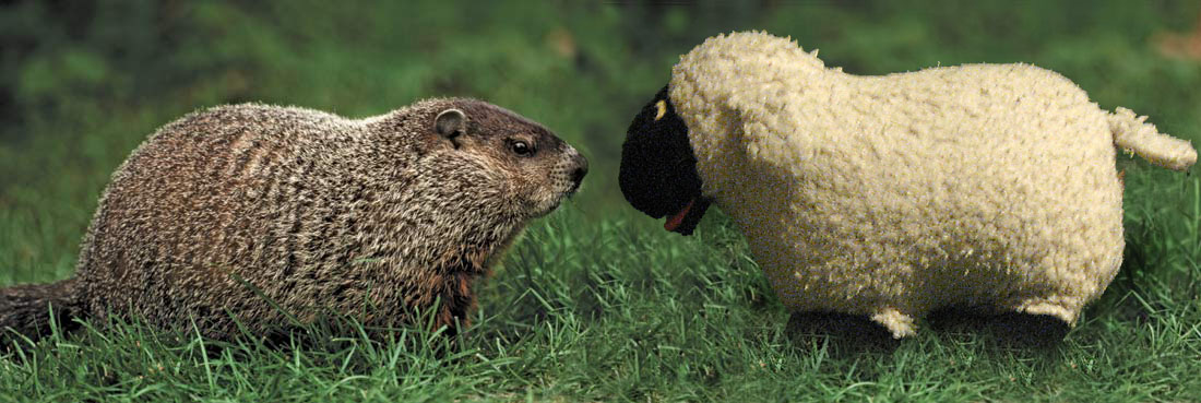 Groundsheep vs. Groundhog