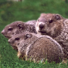 more groundhogs